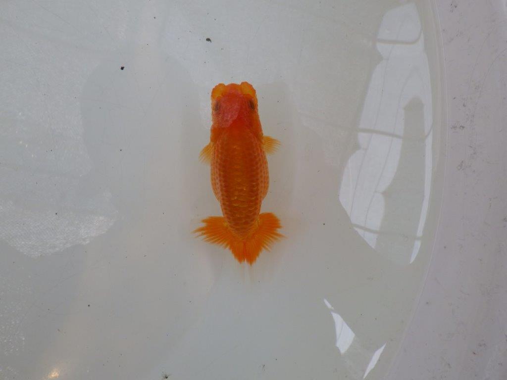 【日らん優等賞獲得ブリーダー】上見も横見もお勧め!当歳らんちゅう約11㎝
