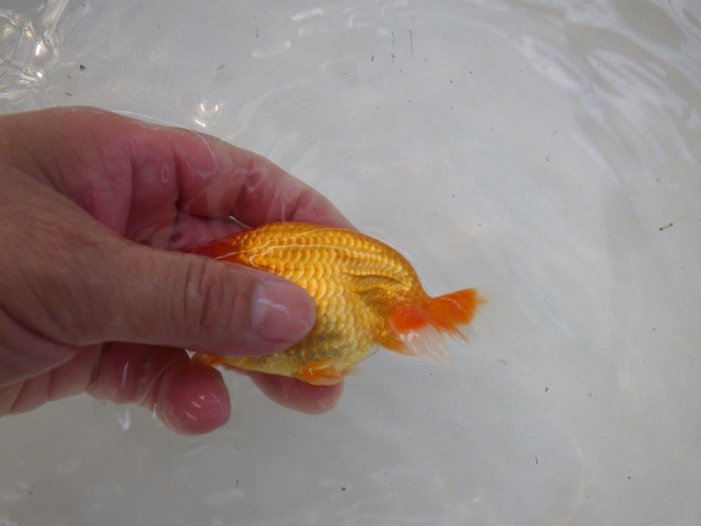 【日らん優等賞獲得ブリーダー】非常に雰囲気が良い！当歳らんちゅう約11,5㎝