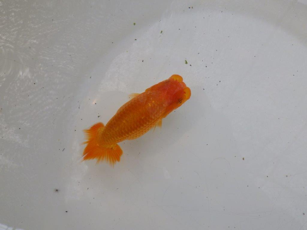 【日らん優等賞獲得ブリーダー】非常に雰囲気が良い！当歳らんちゅう約11,5㎝の上身