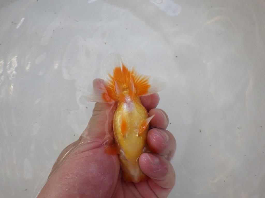 【日らん優等賞獲得ブリーダー】非常に雰囲気が良い！当歳らんちゅう約11,5㎝