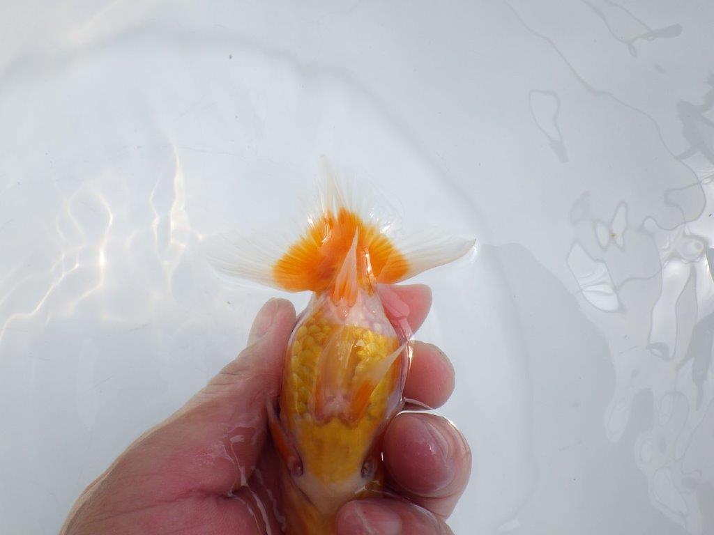 【全国大会東大関獲得ブリーダー 】お腹の部分に透明鱗のような部分があります。当歳らんちゅう約11,5㎝
