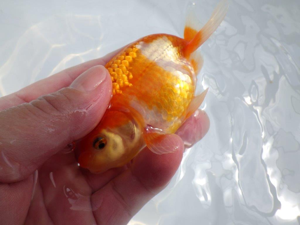 【全国大会東大関獲得ブリーダー 】お腹の部分に透明鱗のような部分があります。当歳らんちゅう約11,5㎝