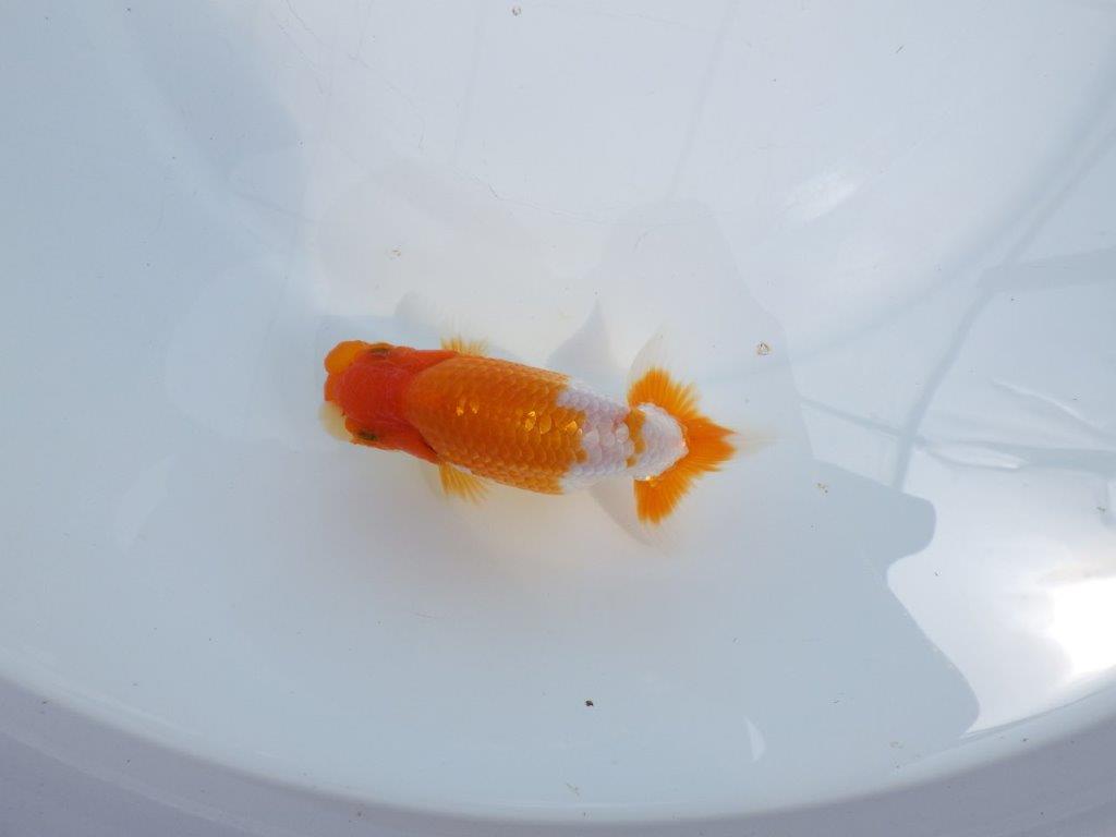 【全国大会東大関獲得ブリーダー 】メリハリの利いた柄でお勧め当歳らんちゅう約12㎝