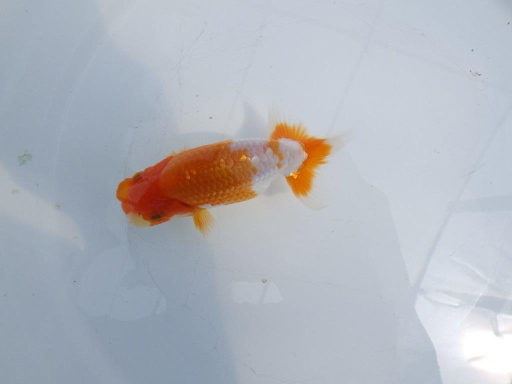 【全国大会東大関獲得ブリーダー 】メリハリの利いた柄でお勧め当歳らんちゅう約12㎝