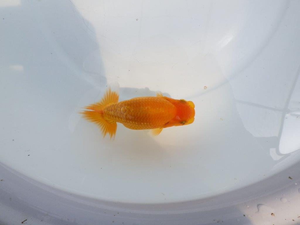 【全国大会東大関獲得ブリーダー 】飼い込みお勧め上質な当歳らんちゅう約13㎝の上身