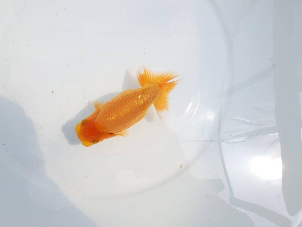 【全国大会東大関獲得ブリーダー 】飼い込みお勧め上質な当歳らんちゅう約13㎝