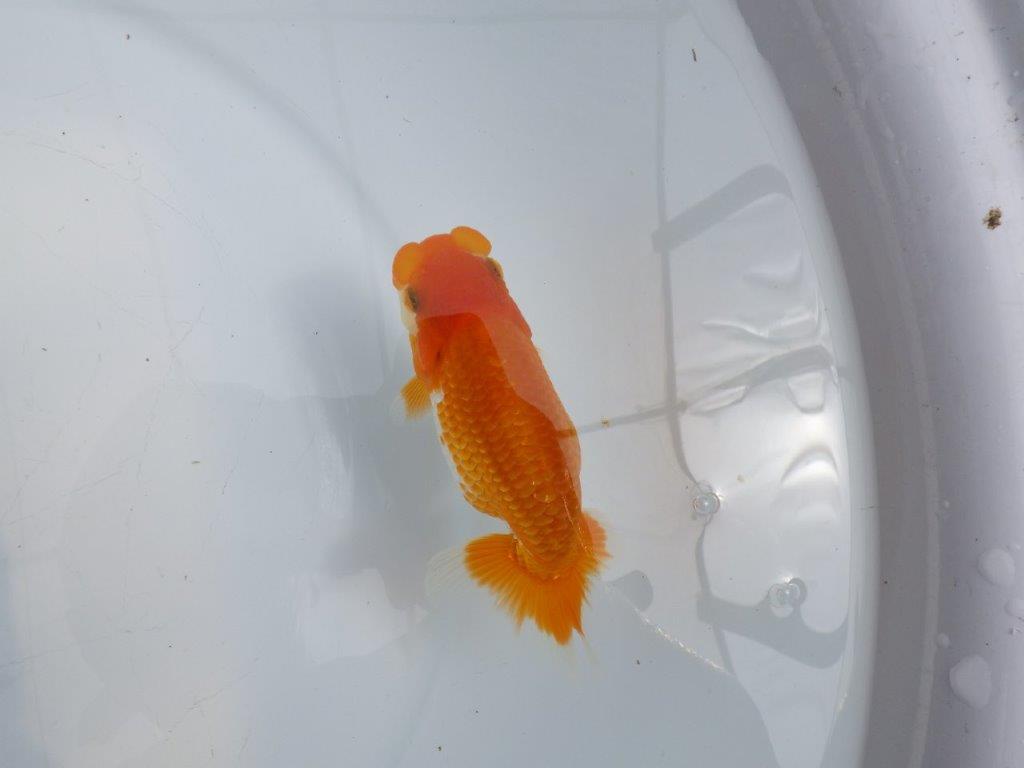【全国大会東大関獲得ブリーダー 】上見最高！！当歳らんちゅう約12,5㎝の上身