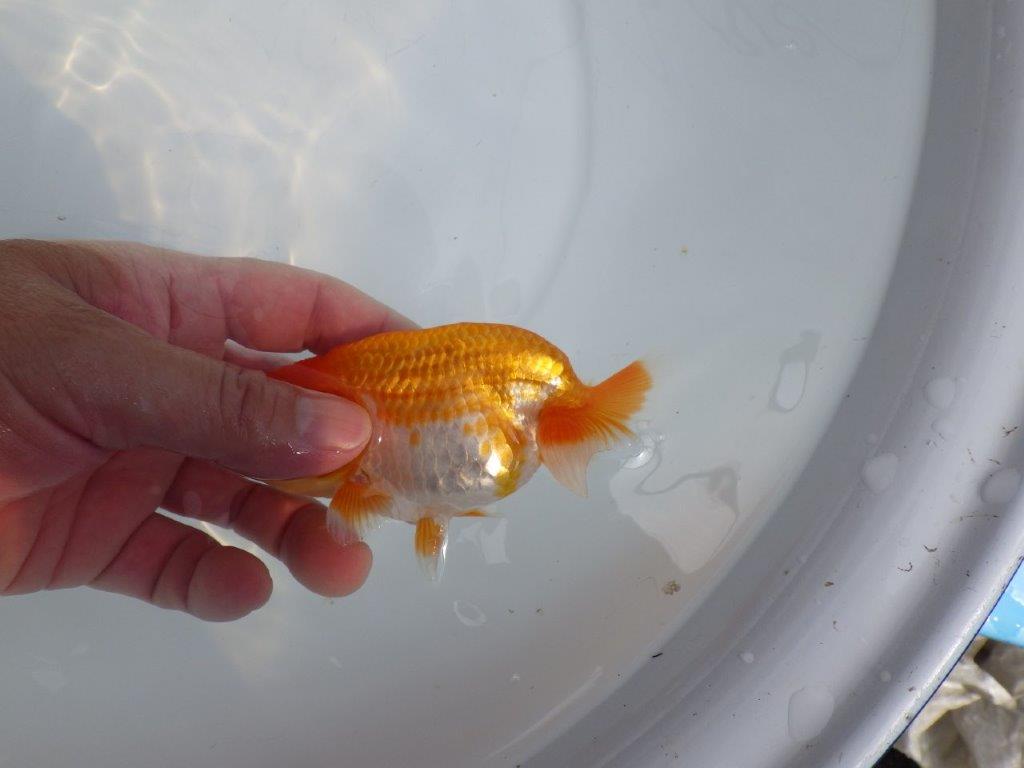 【全国大会東大関獲得ブリーダー 】上見最高！！当歳らんちゅう約12,5㎝