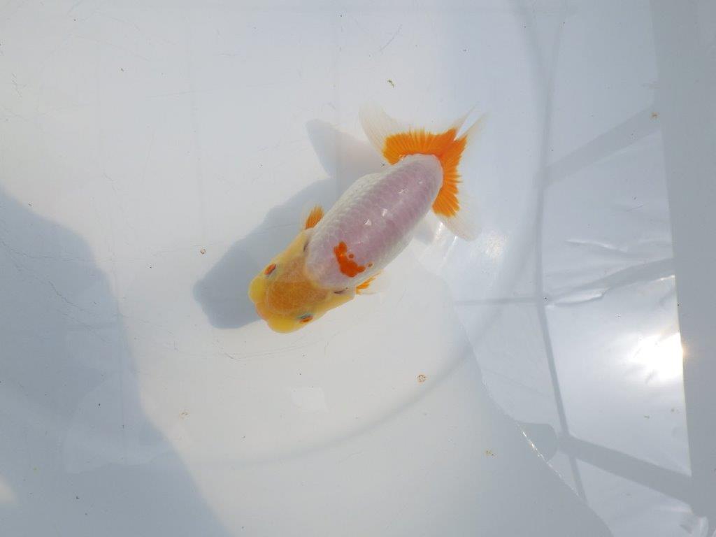 【全国大会東大関獲得ブリーダー 】メリハリの利いた柄でお勧め当歳らんちゅう約13㎝の上身