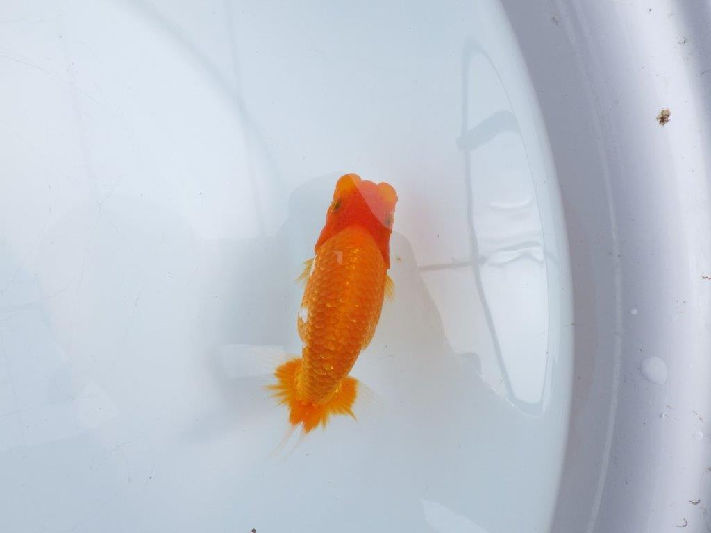 【全国大会東大関獲得ブリーダー 】種にもお勧め！当歳らんちゅう約12㎝の上身