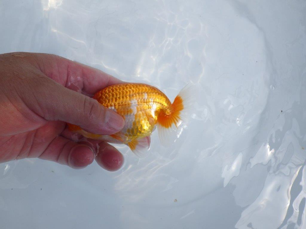 【全国大会東大関獲得ブリーダー 】種にもお勧め!当歳らんちゅう約12㎝