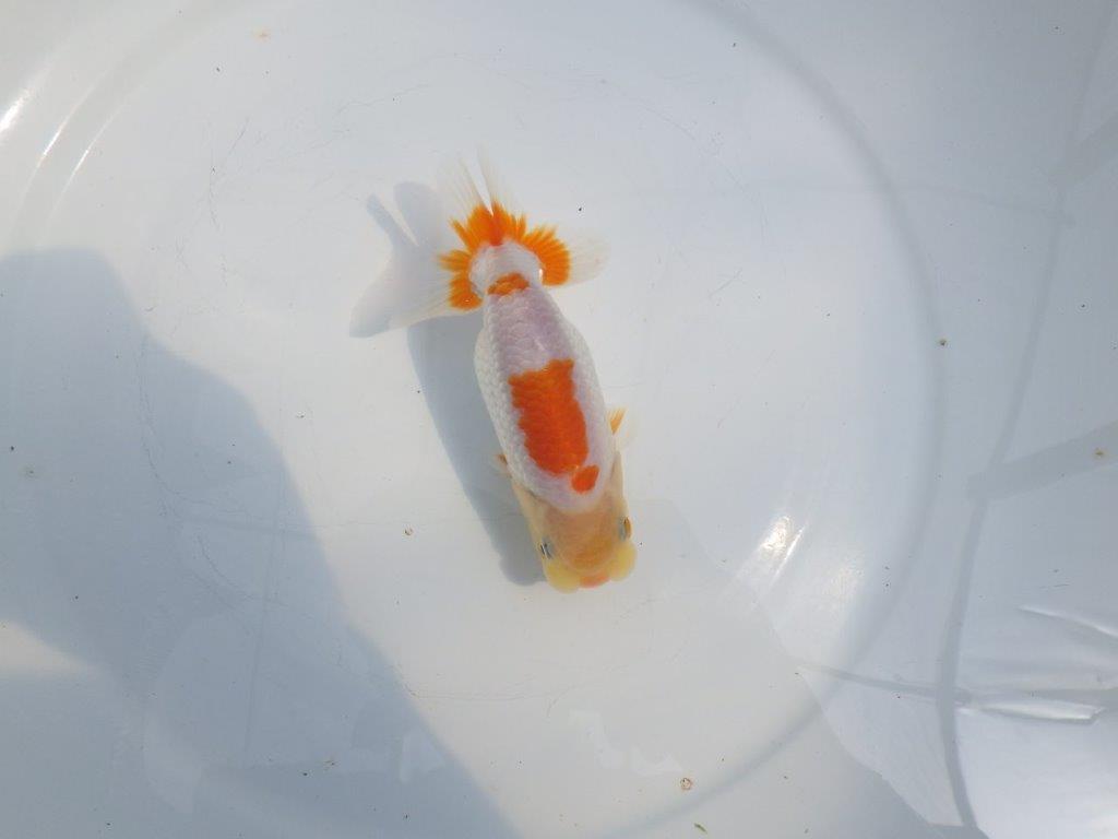 【全国大会東大関獲得ブリーダー 】上からのご鑑賞がお勧め当歳らんちゅう約13㎝