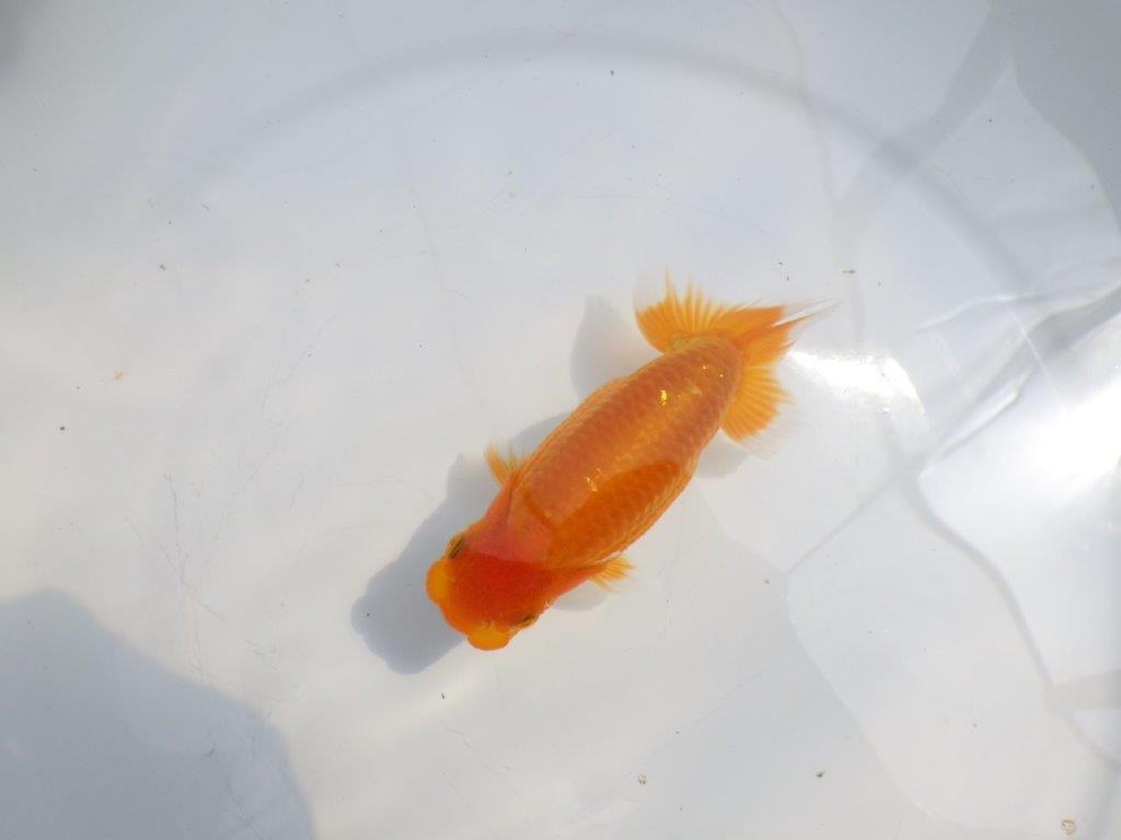 【全国大会東大関獲得ブリーダー 】品評大会に向けて飼育お勧め当歳らんちゅう約13㎝の上身