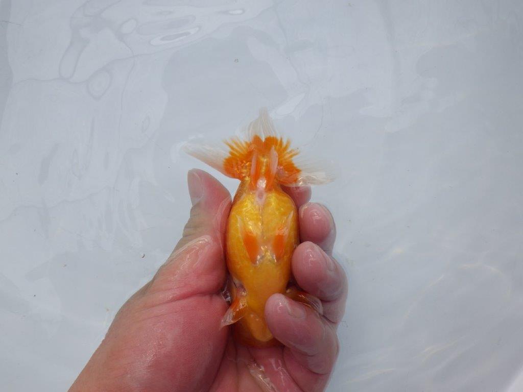 【種にもお勧め愛知超優良系統 】素晴らしいフンタン!当歳らんちゅう約11,5㎝