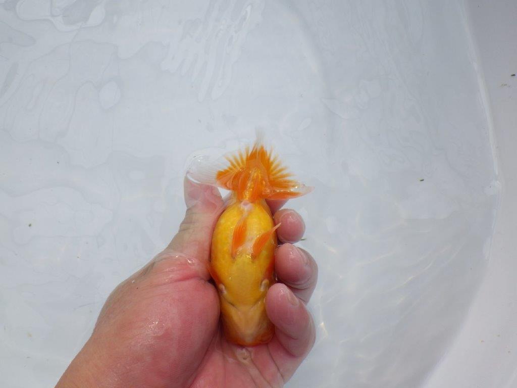 【愛知超優良系統 】ご鑑賞お勧め！当歳らんちゅう約12㎝