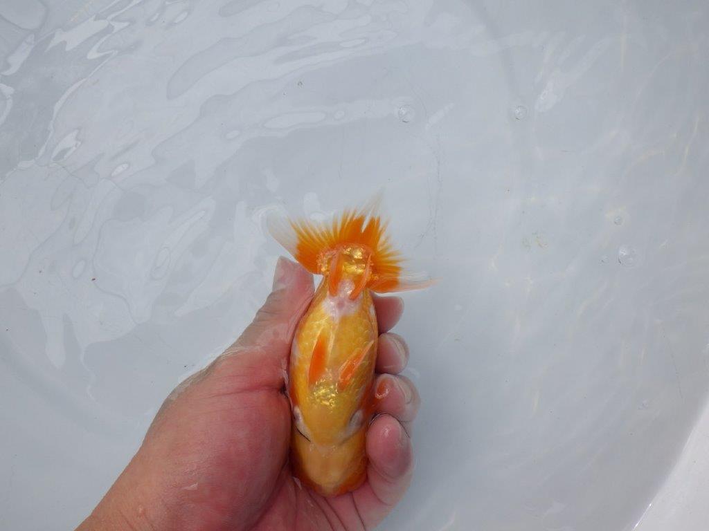 【愛知超優良系統 】背、腰が綺麗、両面更紗!当歳らんちゅう約13㎝