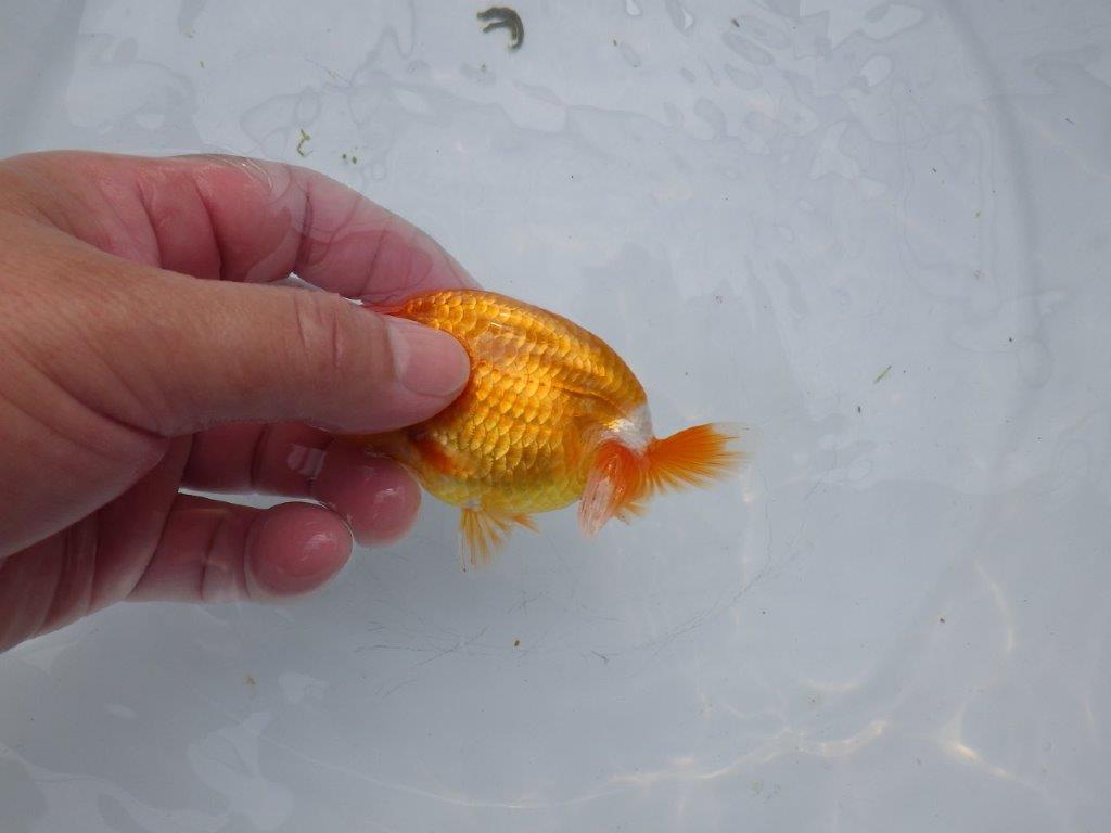 【愛知超優良系統 】飼い込みお勧め!今後に期待の当歳らんちゅう約11㎝