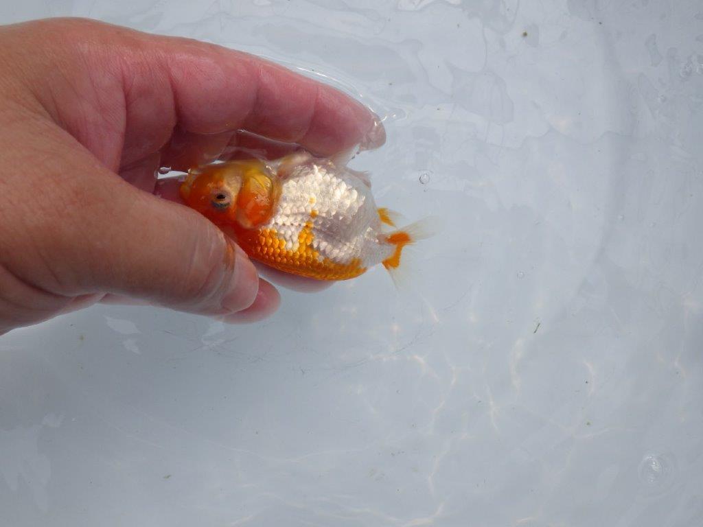 【愛知超優良系統 】両面綺麗で横見がお勧めできる当歳らんちゅう約9㎝