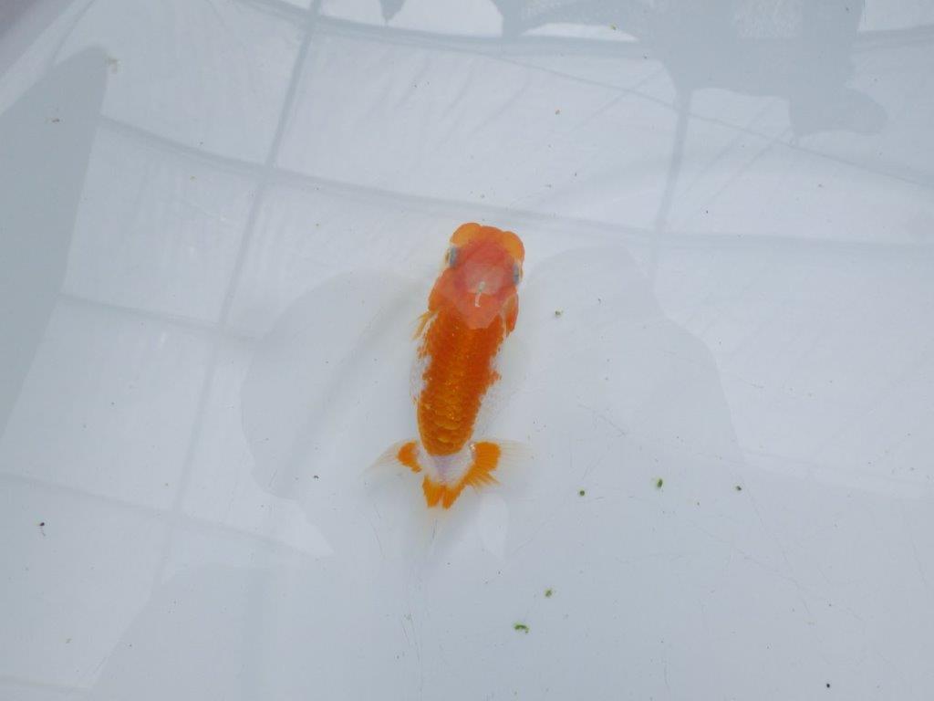 【愛知超優良系統 】両面綺麗で横見がお勧めできる当歳らんちゅう約9㎝