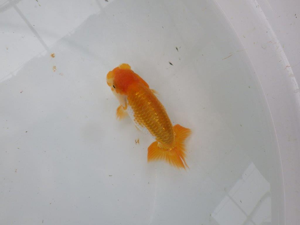 【逸品当歳らんちゅう】飼い込みお勧め上物の更紗らんちゅう　約12,5ｃｍ前後