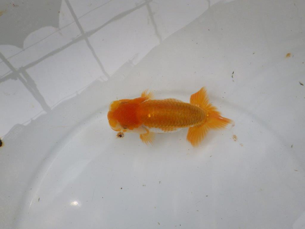 【逸品当歳らんちゅう】飼い込みお勧め上物の更紗らんちゅう　約12,5ｃｍ前後