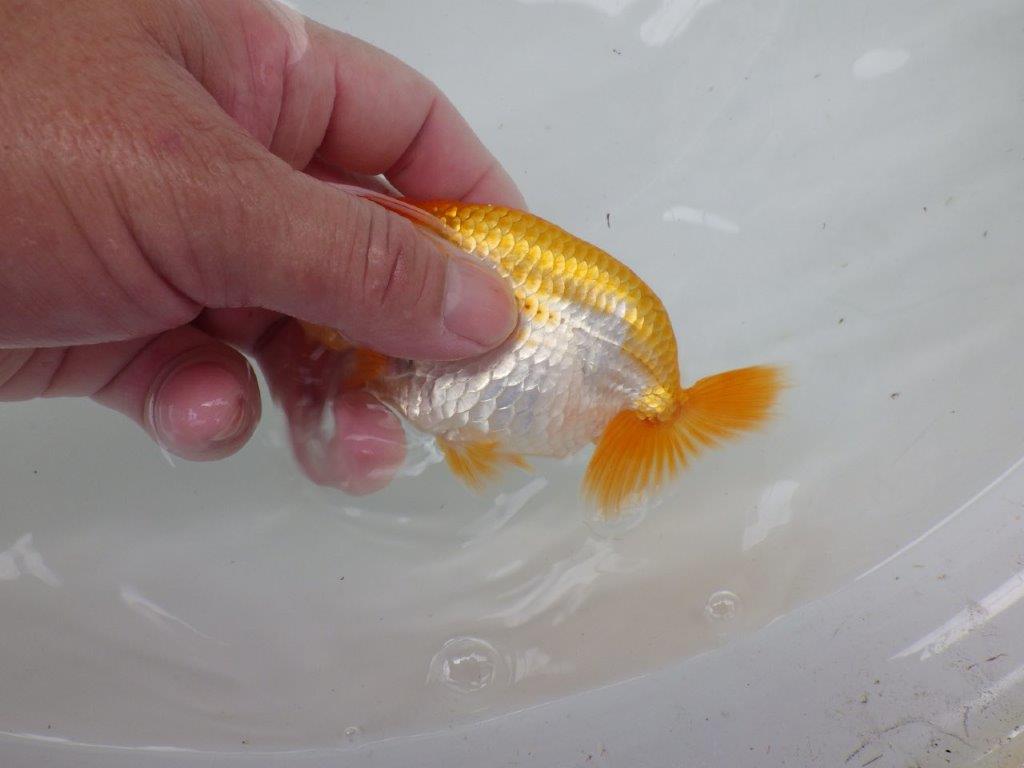 【逸品当歳らんちゅう】飼い込みお勧め上物の更紗らんちゅう　約12,5ｃｍ前後