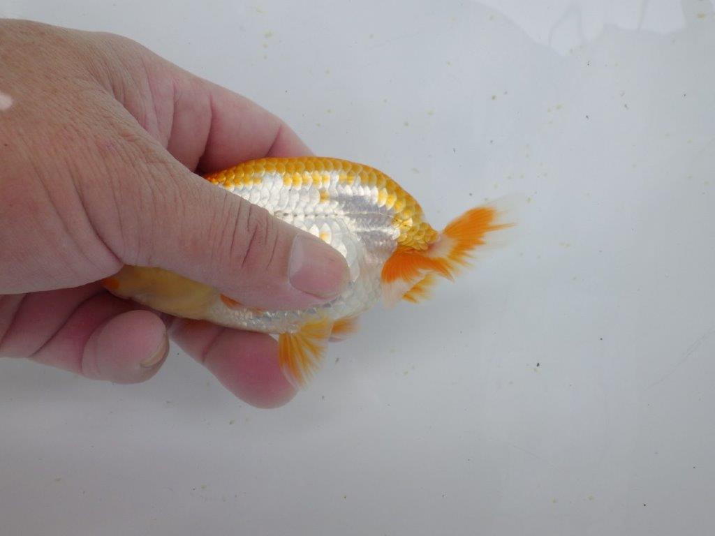 【逸品当歳らんちゅう】目指せ品評大会！上物更紗らんちゅう　約13ｃｍ前後