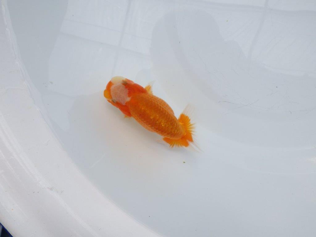 【愛知超優良系統 】背が綺麗で横見もお勧めできる当歳らんちゅう約11㎝