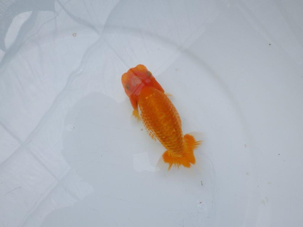 【愛知超優良系統 】雰囲気がとても良い当歳らんちゅう約12,5㎝