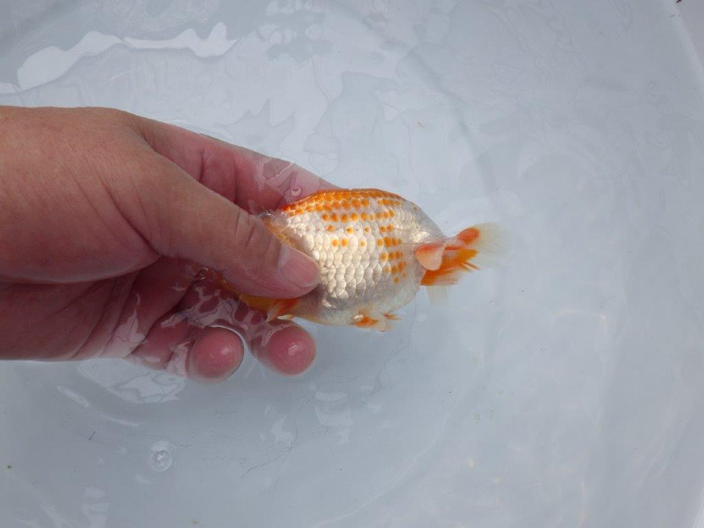 【愛知超優良系統 】非常に綺麗なカナコ系更紗!当歳らんちゅう約12,5㎝