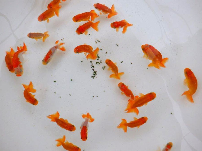 優良系統稚魚5尾セット 初めての方も安心 飼育セット付 完売 らんちゅうの販売 通販 三共組