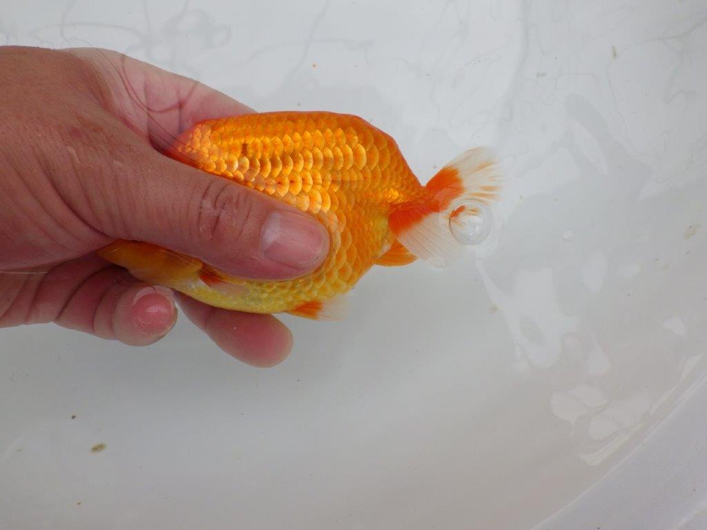 【愛知M 様作当歳らんちゅう 】迫力ある雰囲気のらんちゅう　約14㎝