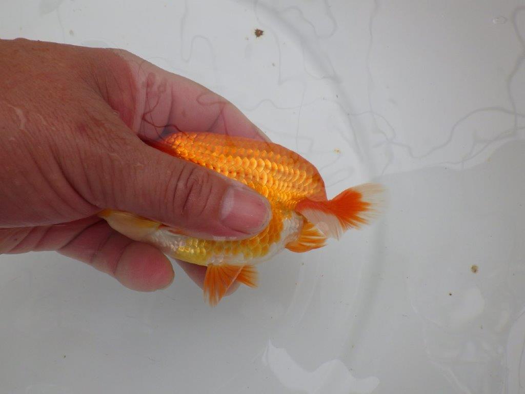 【愛知M 様作当歳らんちゅう 】尾の雰囲気が素晴らしいらんちゅう　約13㎝