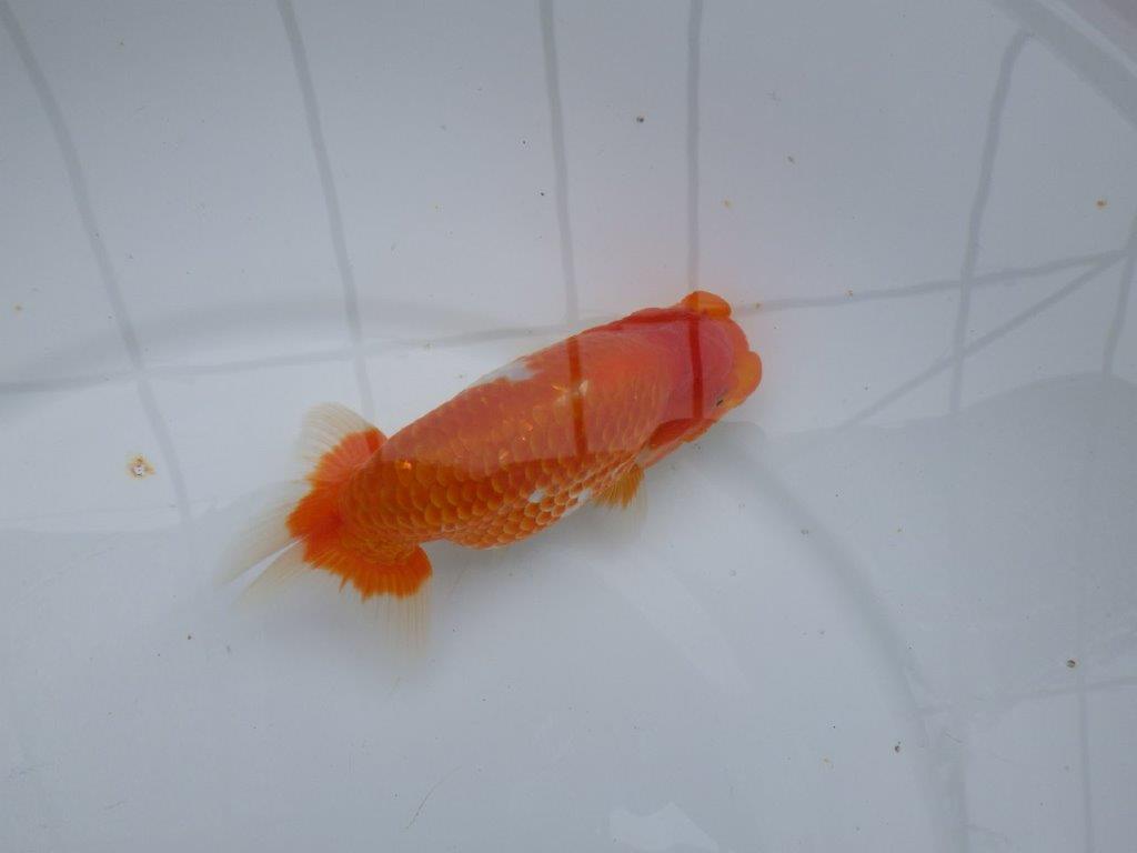 【愛知M 様作当歳らんちゅう 】尾型、構え、雰囲気の良い更紗らんちゅう　約13㎝