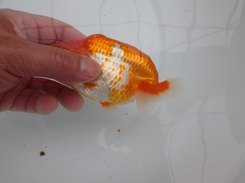 【愛知M 様作当歳らんちゅう 】尾型、構え、雰囲気の良い更紗らんちゅう　約13㎝