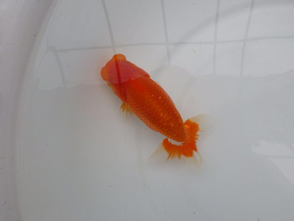 【愛知M 様作当歳らんちゅう 】雰囲気が良く飼い込みお勧めの更紗らんちゅう　約14,5㎝
