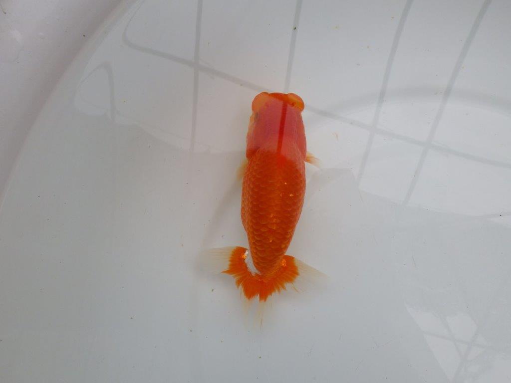 【愛知M 様作当歳らんちゅう 】雰囲気が良く飼い込みお勧めの更紗らんちゅう　約14,5㎝