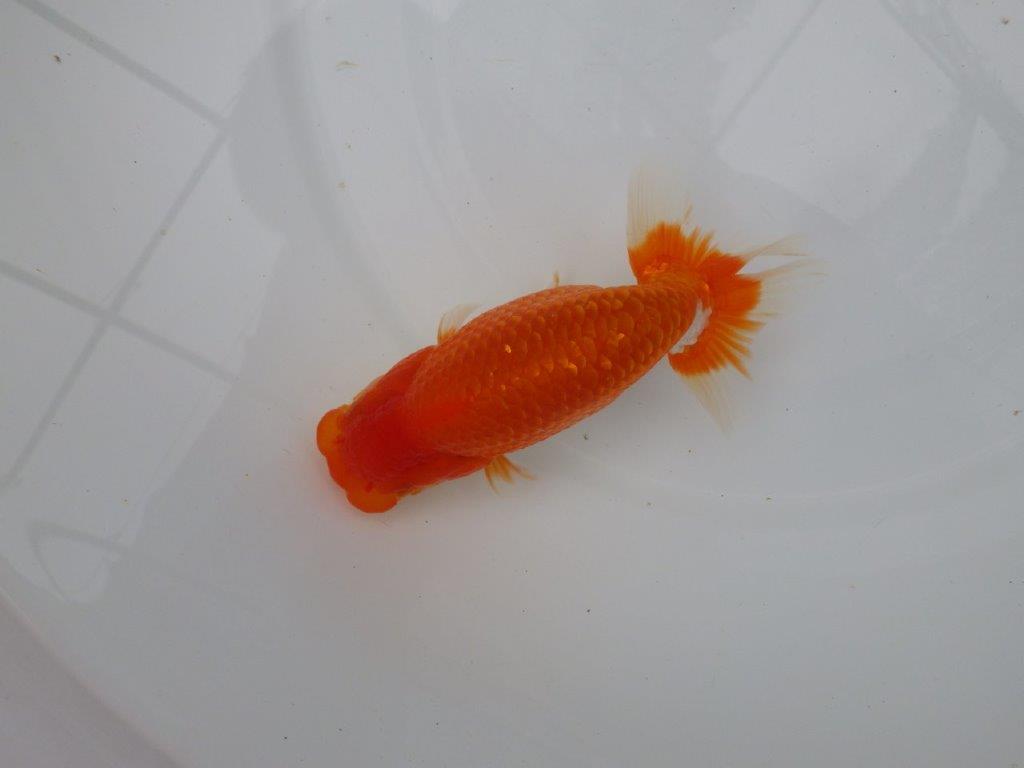 【愛知M 様作当歳らんちゅう 】雰囲気が良く飼い込みお勧めの更紗らんちゅう　約14,5㎝