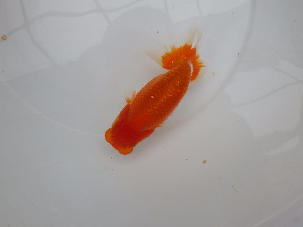 【愛知M 様作当歳らんちゅう 】雰囲気が良く飼い込みお勧めの更紗らんちゅう　約14,5㎝