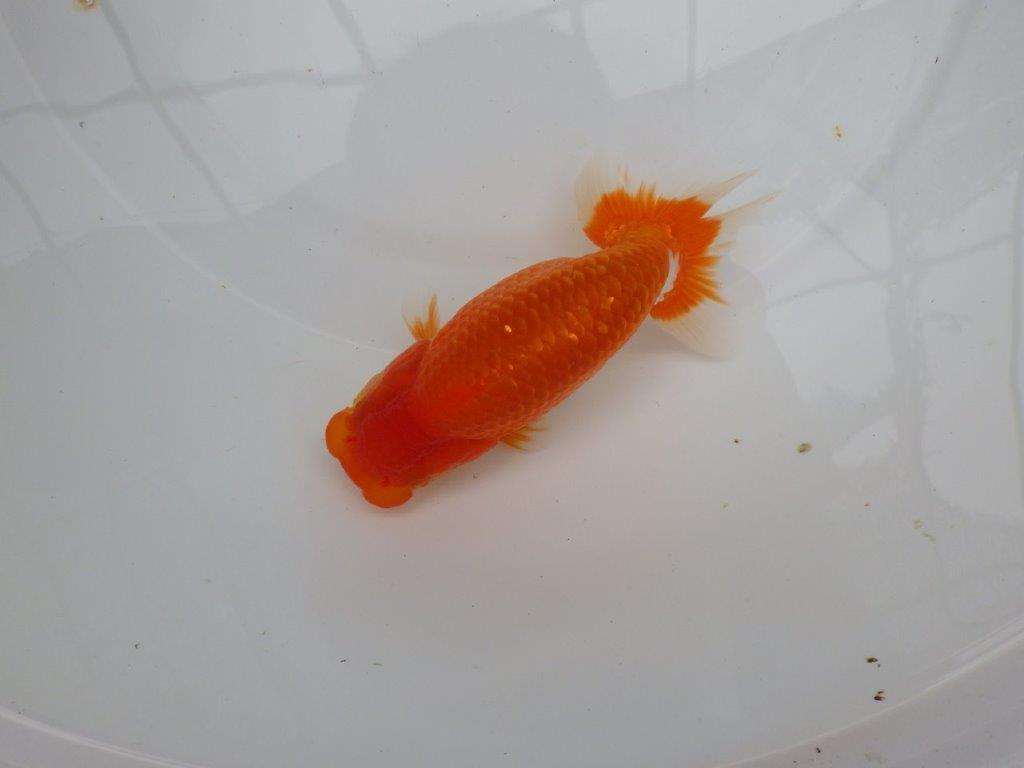 【愛知M 様作当歳らんちゅう 】雰囲気が良く飼い込みお勧めの更紗らんちゅう　約14,5㎝
