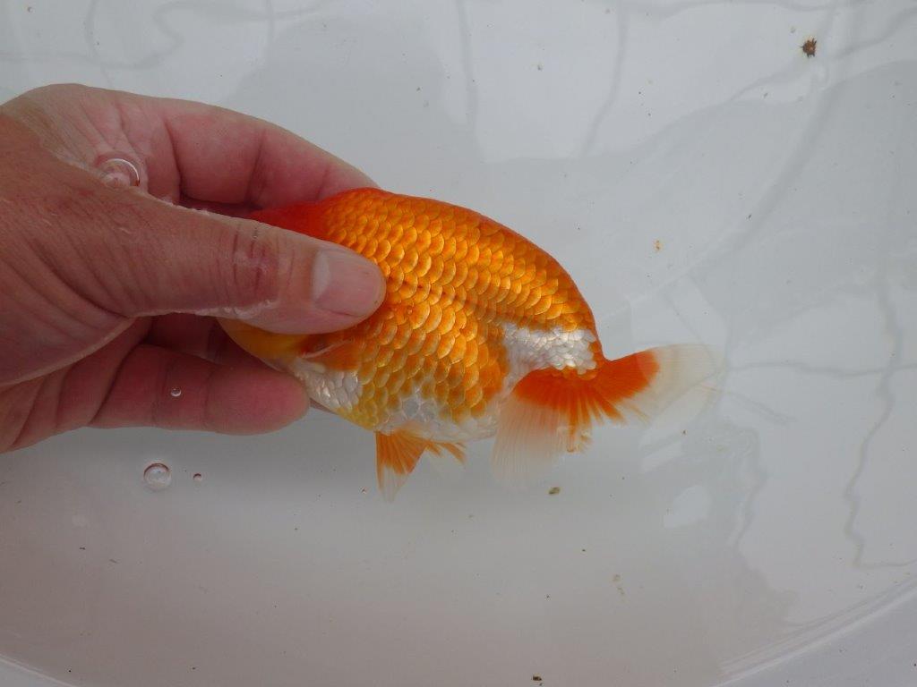 【愛知M 様作当歳らんちゅう 】雰囲気が良く飼い込みお勧めの更紗らんちゅう　約14,5㎝
