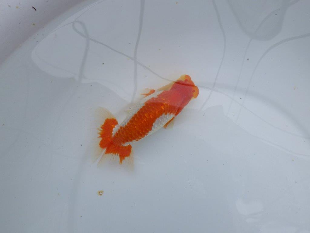 【愛知M 様作当歳らんちゅう 】飼い込みお勧めの逸品更紗らんちゅう　約14,5㎝