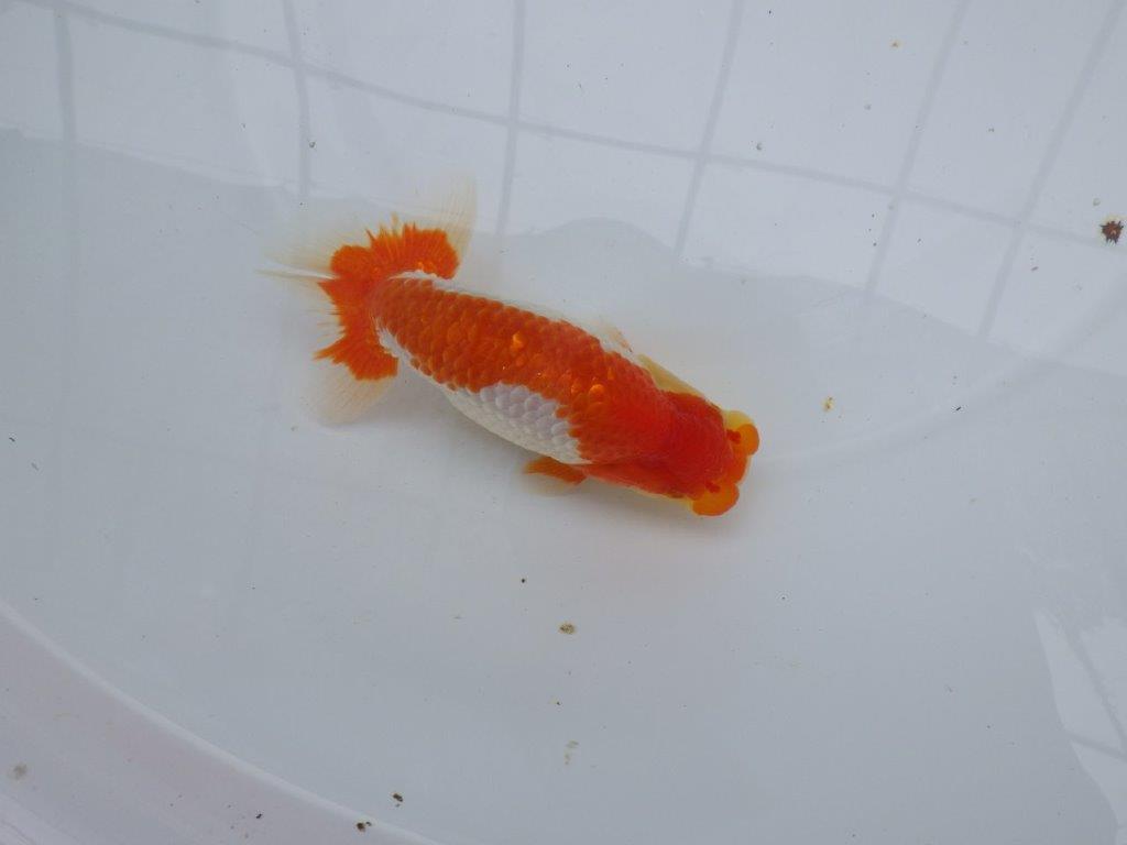 【愛知M 様作当歳らんちゅう 】飼い込みお勧めの逸品更紗らんちゅう　約14,5㎝