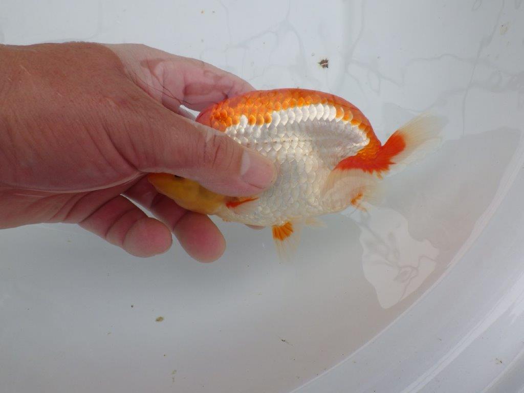 【愛知M 様作当歳らんちゅう 】飼い込みお勧めの逸品更紗らんちゅう　約14,5㎝