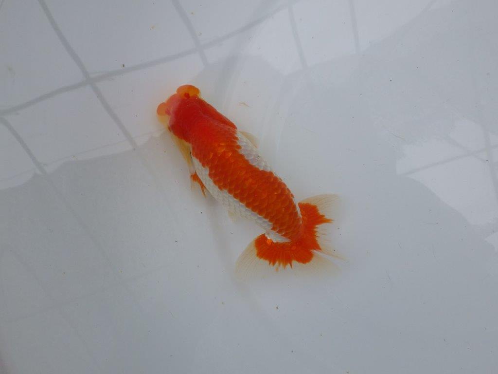 【愛知M 様作当歳らんちゅう 】飼い込みお勧めの逸品更紗らんちゅう　約14,5㎝