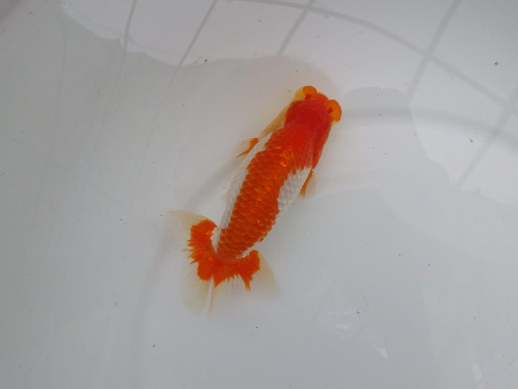 【愛知M 様作当歳らんちゅう 】飼い込みお勧めの逸品更紗らんちゅう　約14,5㎝