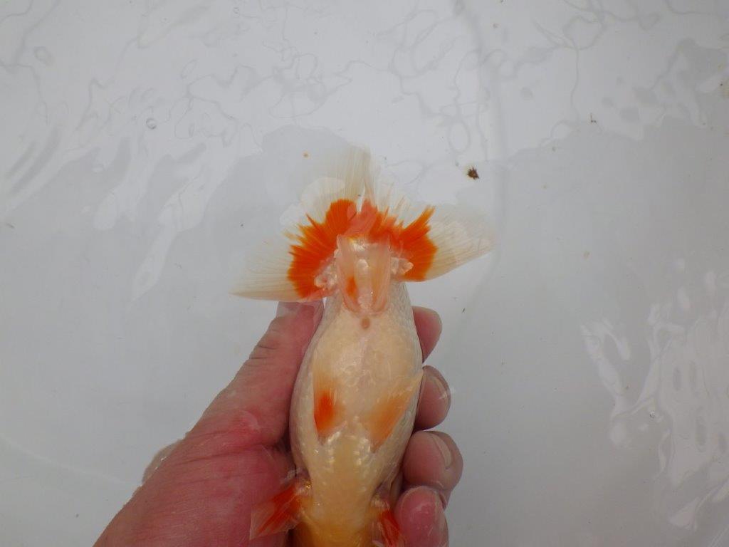 【愛知M 様作当歳らんちゅう 】飼い込みお勧めの逸品更紗らんちゅう　約14,5㎝