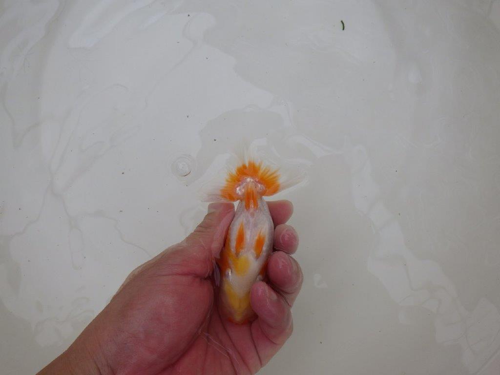 【お盆期間のセール価格・15日まで】東大関獲得ブリーダー 当歳らんちゅうB約11㎝
