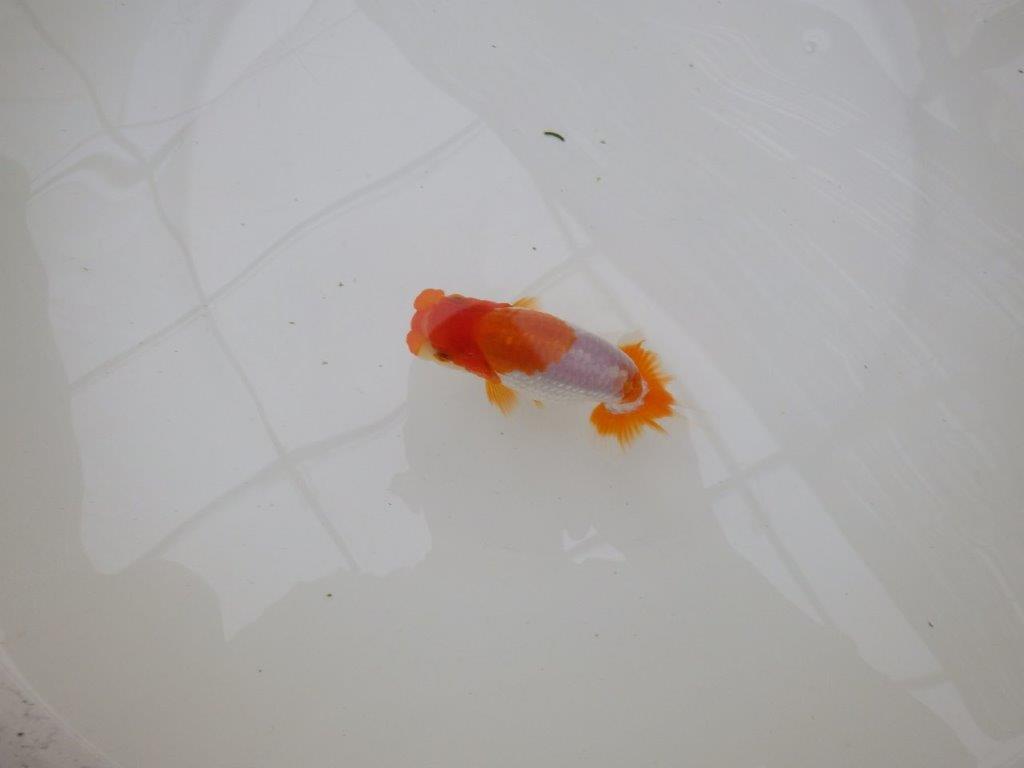 【お盆期間のセール価格・15日まで】東大関獲得ブリーダー 当歳らんちゅうC約11㎝