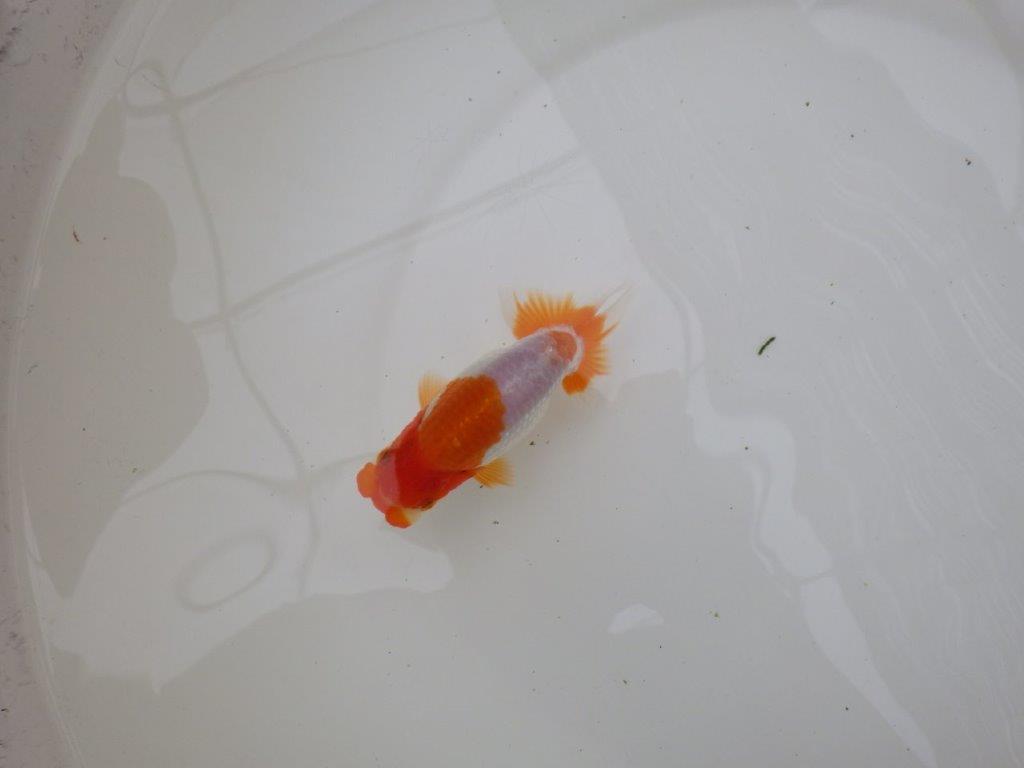 【お盆期間のセール価格・15日まで】東大関獲得ブリーダー 当歳らんちゅうC約11㎝